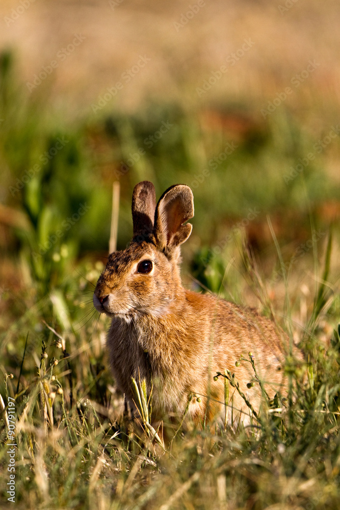 Fototapeta premium Desert Cottontail in Palo Duro Canyon State Park in the Texas Panhandle