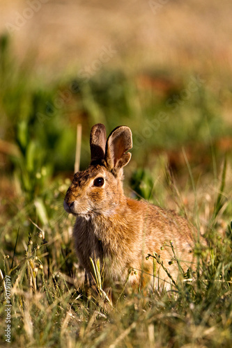 Desert Cottontail in Palo Duro Canyon State Park in the Texas Panhandle © Martha Marks
