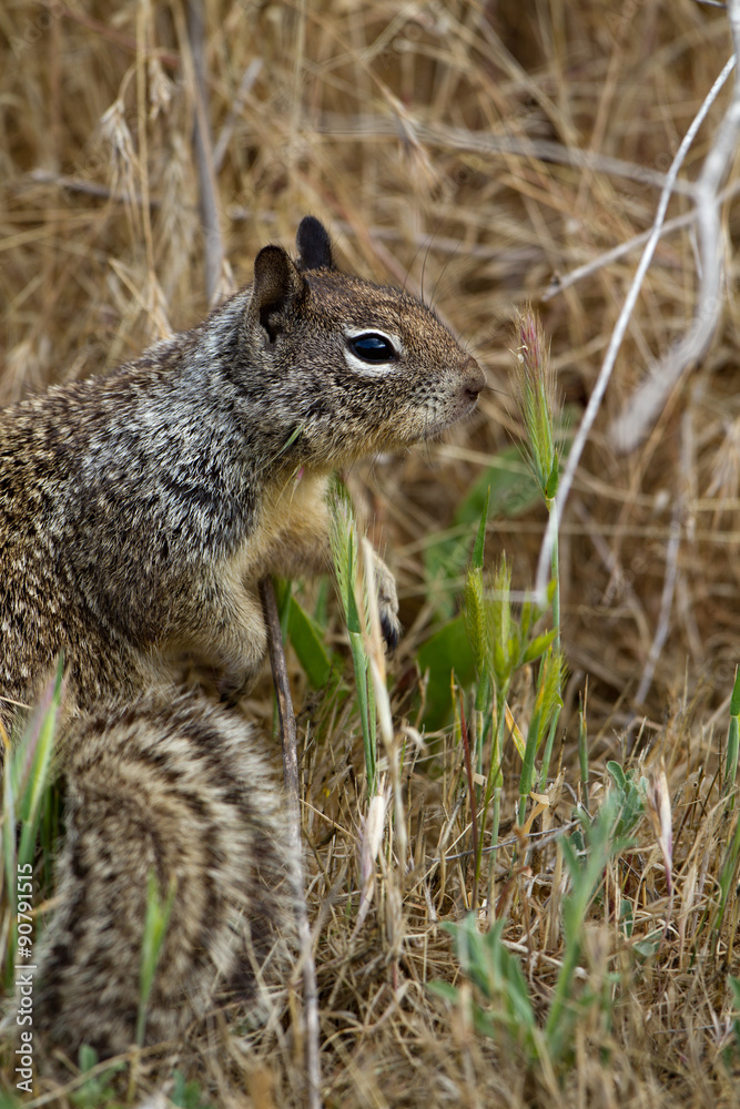 Adult California Ground Squirrel shows his beautiful tail near the Pacific coast Adult California Ground Squirrel shows his beautiful tail near the Pacific coast