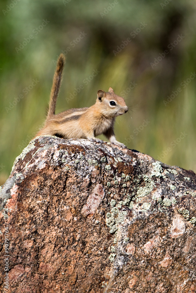 Golden-mantled Ground Squirrel on a colorful rock in Black Canyon of the Gunnison National Park Golden-mantled Ground Squirrel on a colorful rock in Black Canyon of the Gunnison National Park