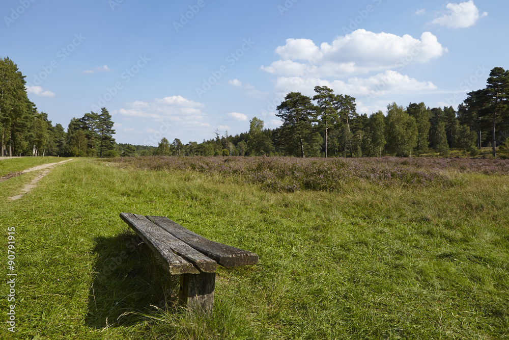 Fototapeta premium Lüneburger Heide - Heidelandschaft in der Nähe von Egestorf