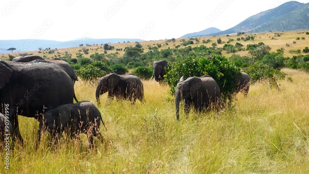 elephants walking in the masai mara reserve elephants walking in the masai mara reserve