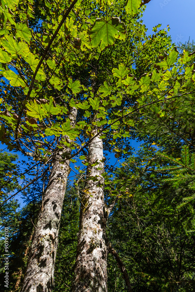 Fototapeta premium Late summer sunlight breaking through the trees at a mystical lane