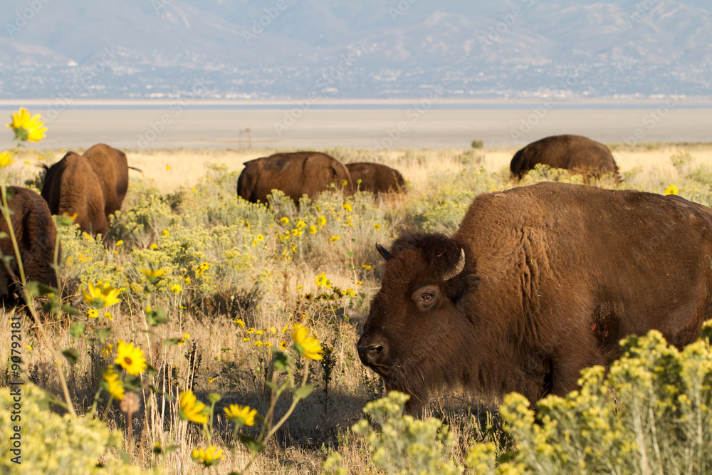 Herd of Bison or Buffalo in flowery autumn fields in Antelope Island State Park in Utah