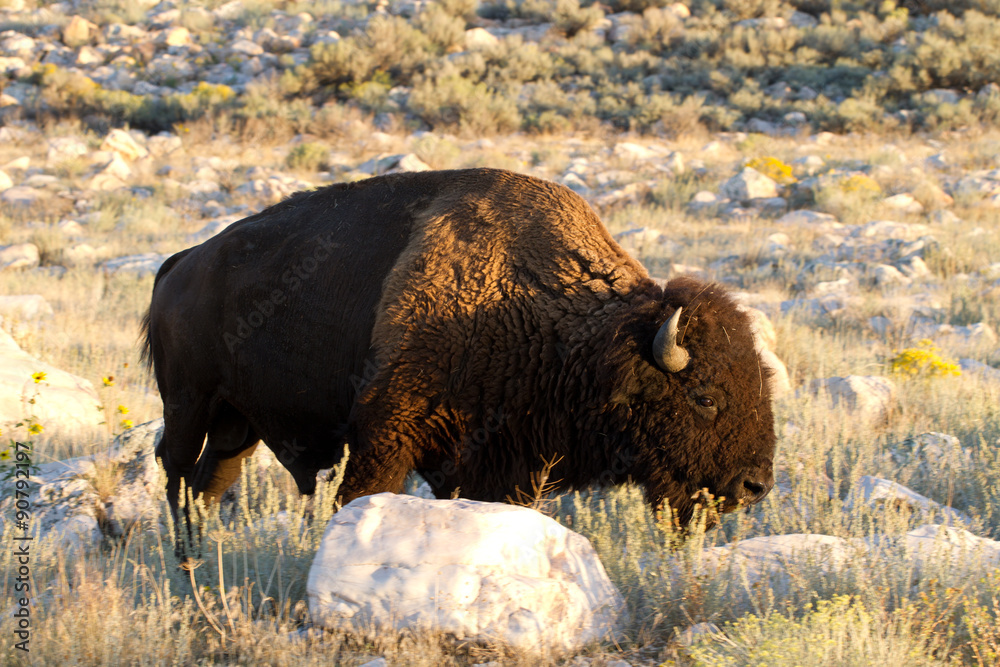 Bison or Buffalo grazes at sunset in Antelope Island State Park in Utah Bison or Buffalo grazes at sunset in Antelope Island State Park in Utah