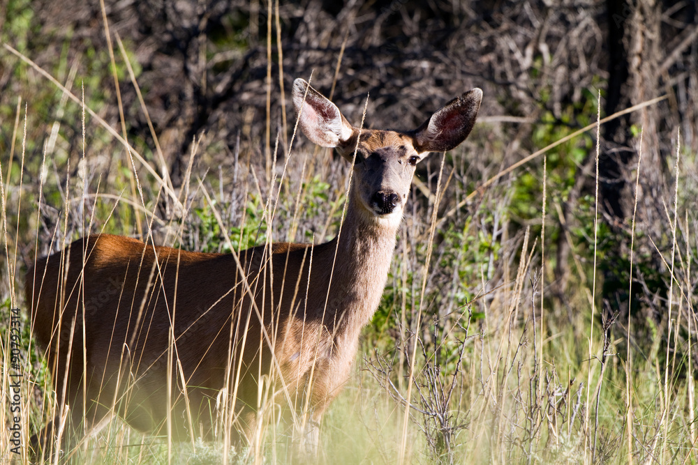 Mule Deer in high grasses in New Mexico's Sangre de Cristo mountains Mule Deer in high grasses in New Mexico's Sangre de Cristo mountains
