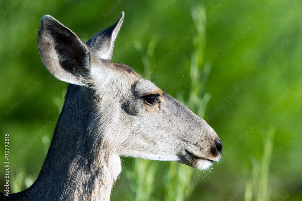  Mule Deer close-up profile in Yellowstone National Park