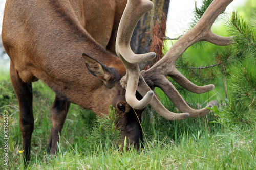 Buck Elk or Wapiti with a large rack of antlers grazes in Yellowstone National Park