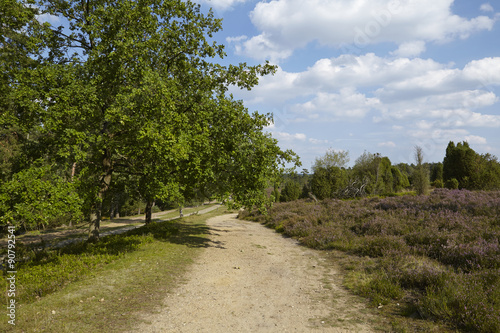 Lüneburger Heide - Wanderweg in der Nähe von Egestorf