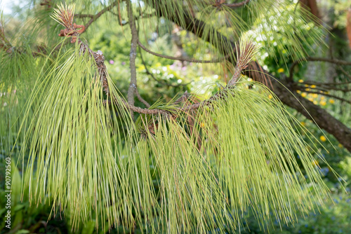 Pinus wallichiana - Bhutan Pine - Pino strobo dell'Himalaya photo