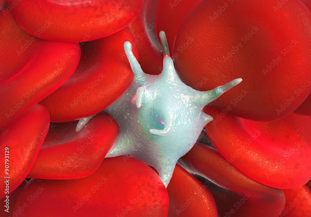 red blood cells,activated platelet and white blood cells microscopic ...