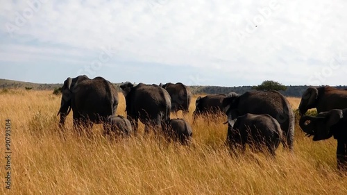 elephants walking in the masai mara reserve