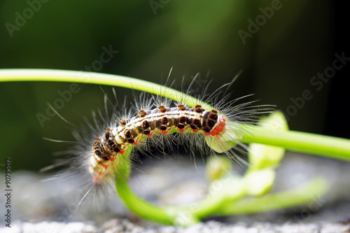 Foto Caterpillar devouring the plants in a garden