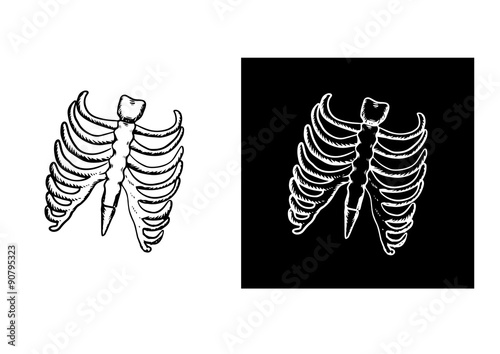 X-ray and skeleton of human rib cage