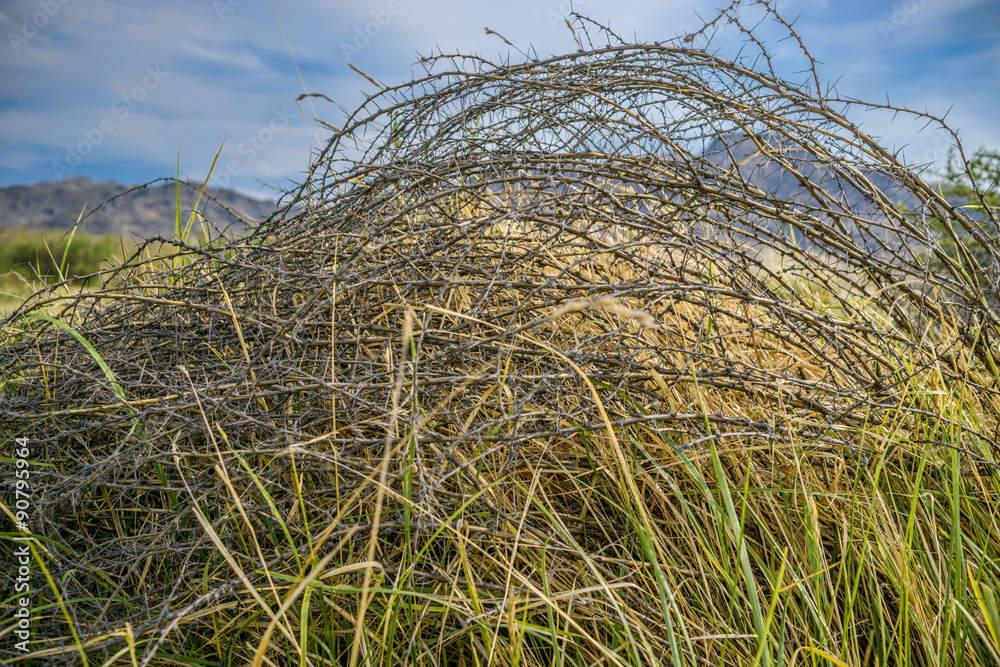 Fototapeta premium Summer steppe herbs