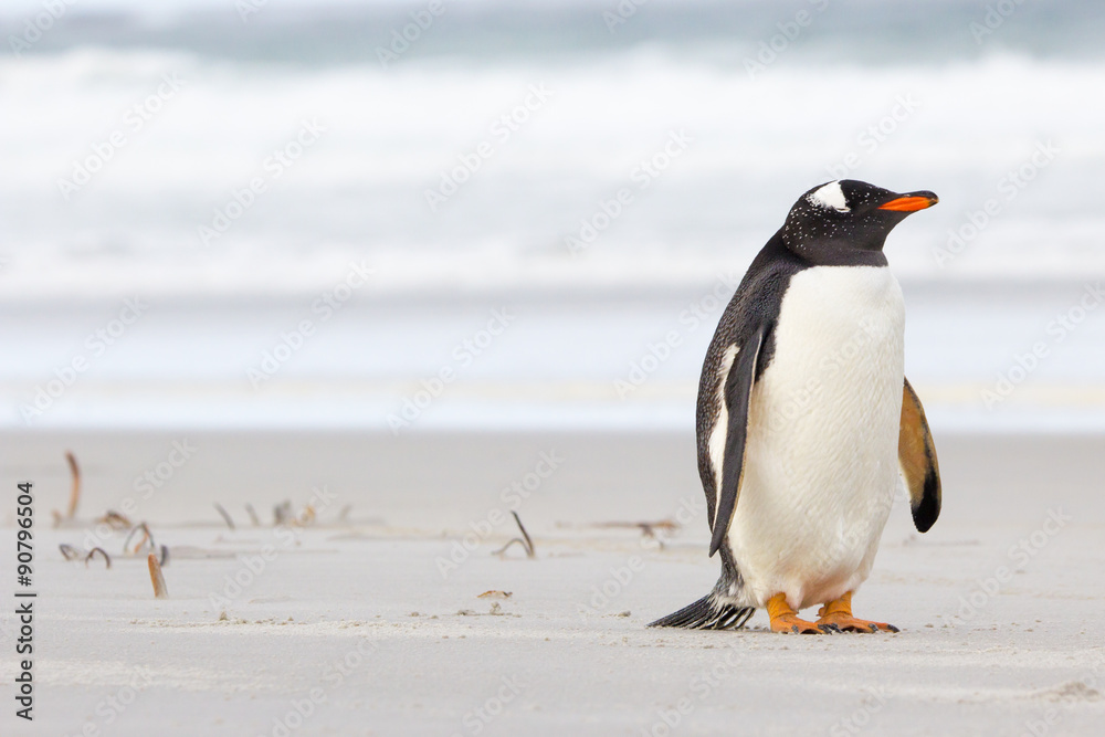 Naklejka premium Cute little Gentoo Penguin resting on the beach.