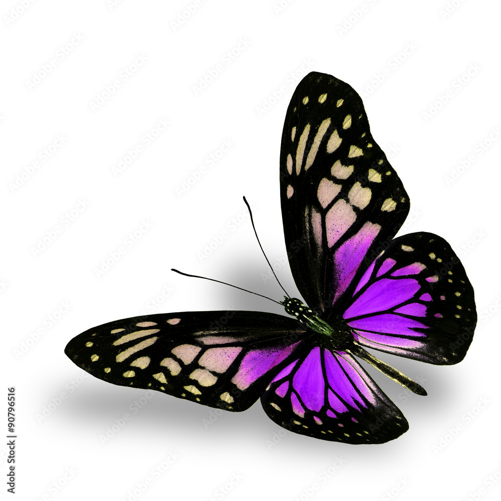 Beautiful Flying Purple Butterfly on white background with soft Stock ...
