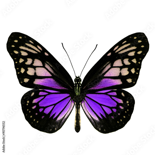 Beautiful purple butterfly isolated on white background, beautif