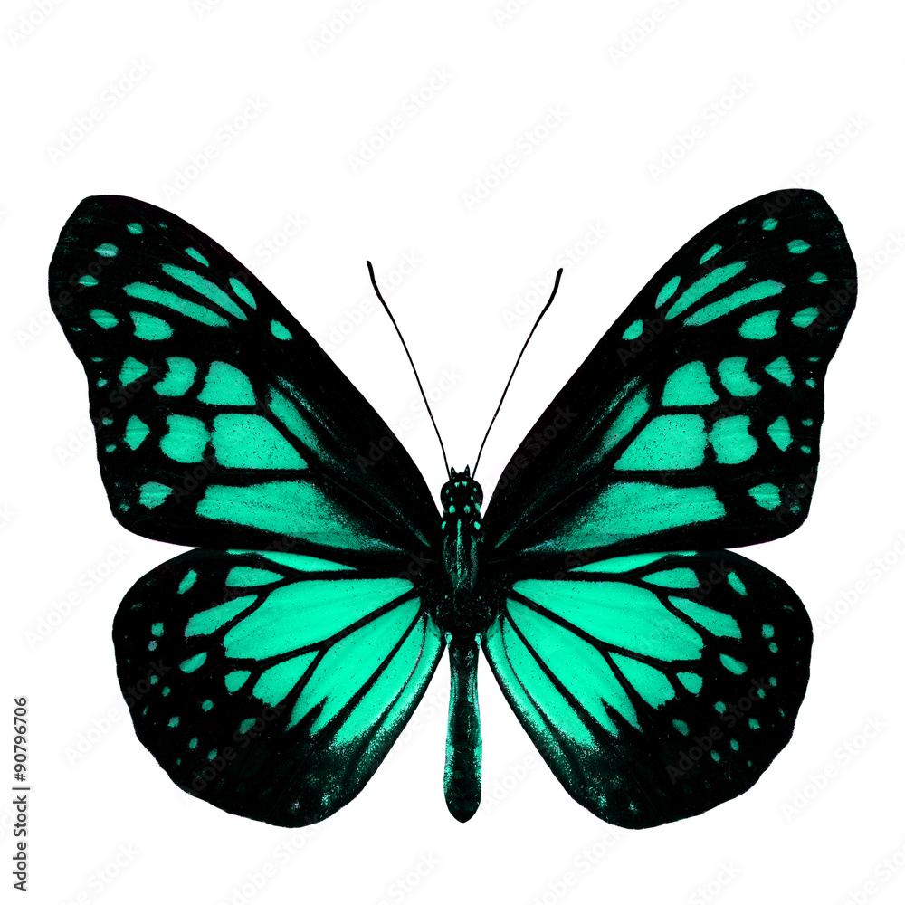 The most beautiful light green butterfly in fancy color profile The most beautiful light green butterfly in fancy color profile
