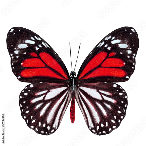 Beautiful red butterfly with stretched wings in fancy color isol photo