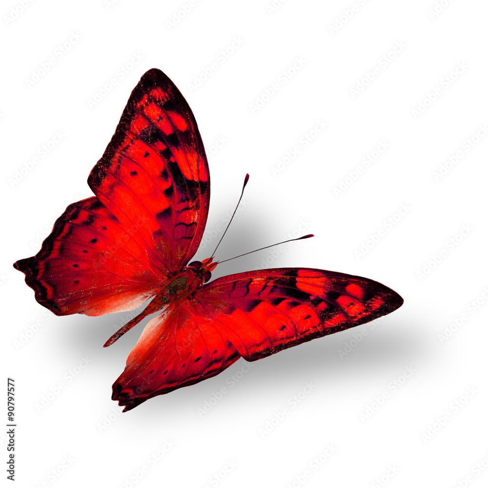 Beautiful flying red butterfly, the classical of creature on whi Stock  Photo | Adobe Stock