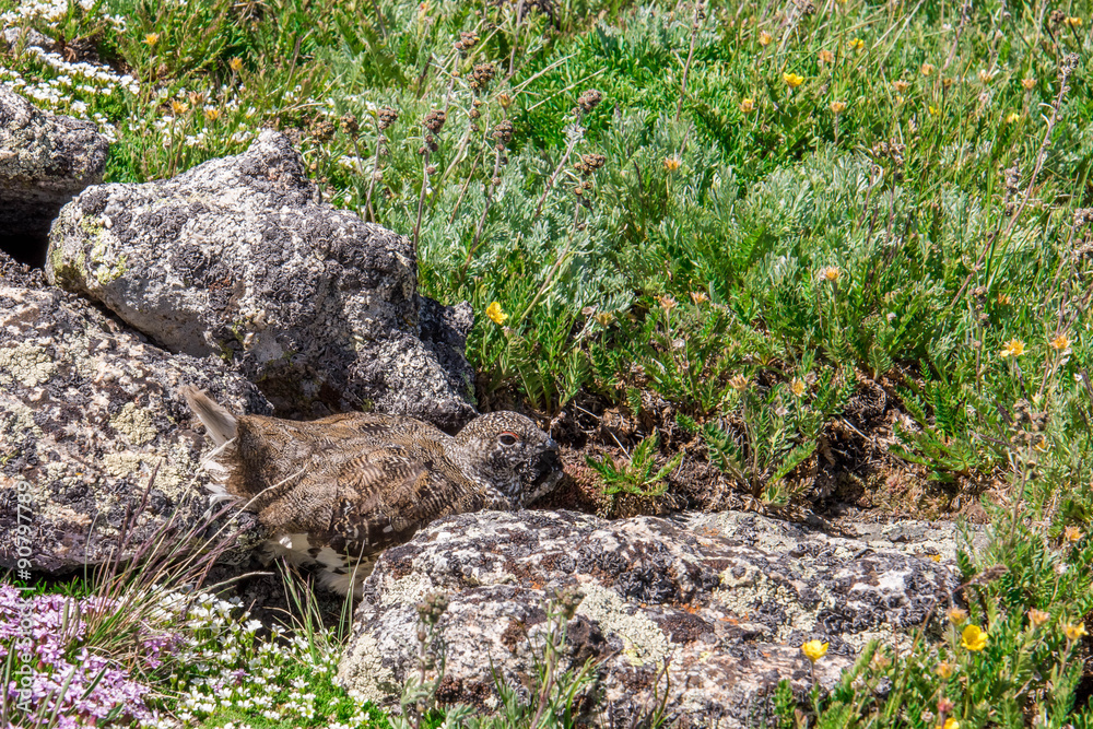 mountain landscape scenery with Ptarmigan camouflaged in the roc mountain landscape scenery with Ptarmigan camouflaged in the roc