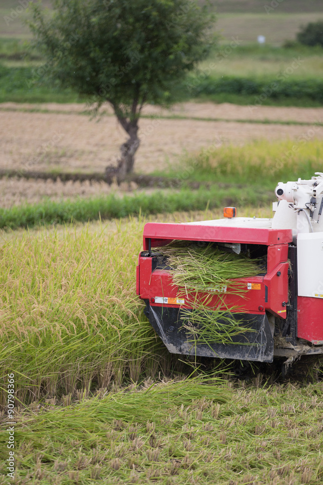 稲刈り