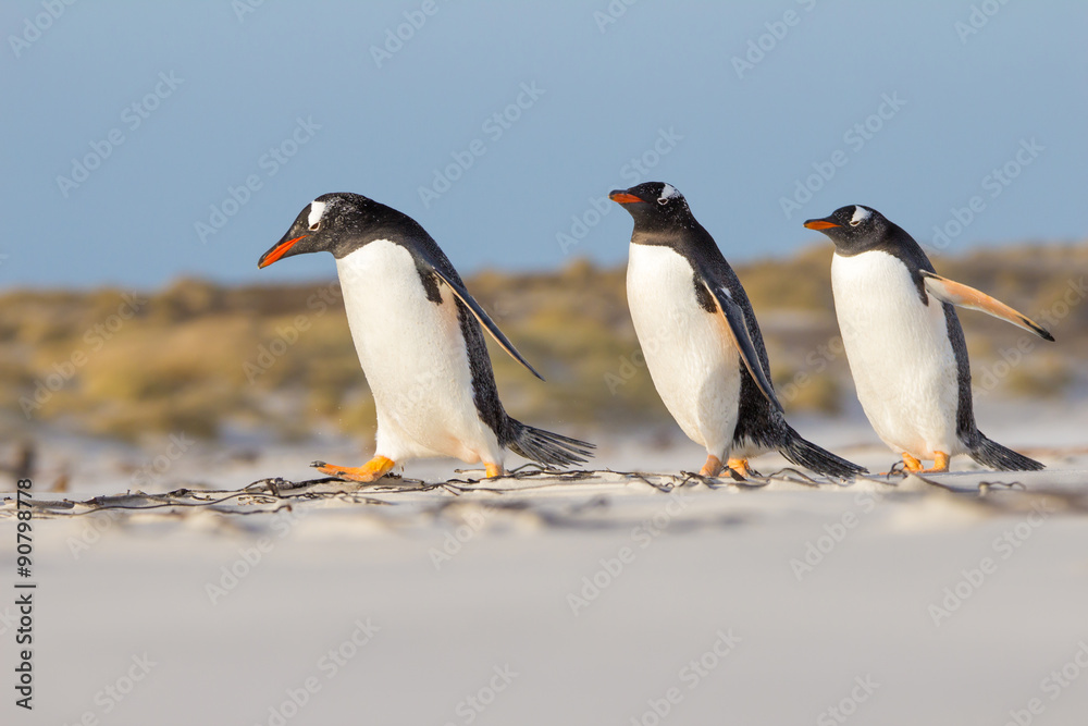 Fototapeta premium Trio of Gentoo Pengions taking a stroll on the beach