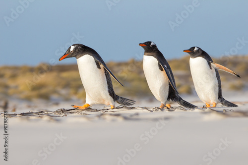 Trio of Gentoo Pengions taking a stroll on the beach