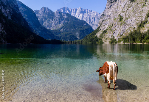 Alpine cow drinking water from Obersee lake, Konigssee, Germany