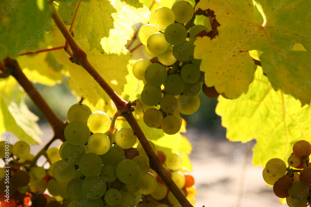 Weintrauben StockFoto Adobe Stock