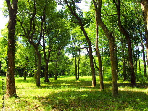 緑陰の公園風景