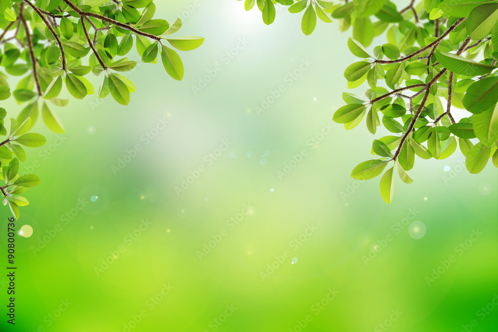 Obraz premium natural green background with selective focus