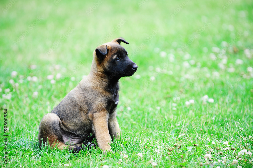 young puppies young puppies