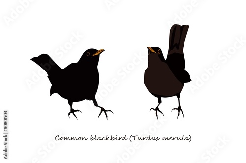 Blackbird Illustration; male and female