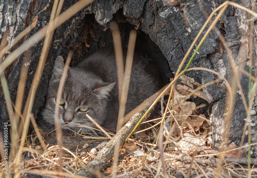 European wildcat