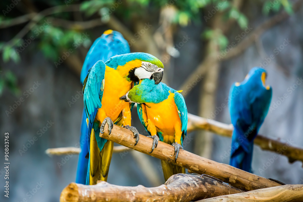Macaw in chiangmai-nightsafari , chiangmai Thailand