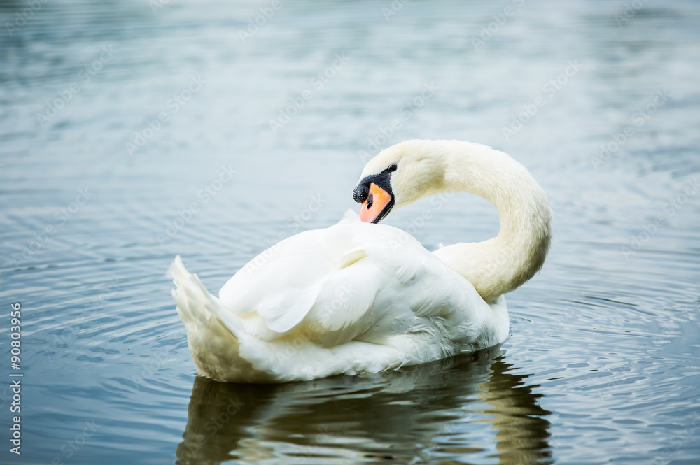 Fototapeta premium Swan in lake chiangmai Thailand