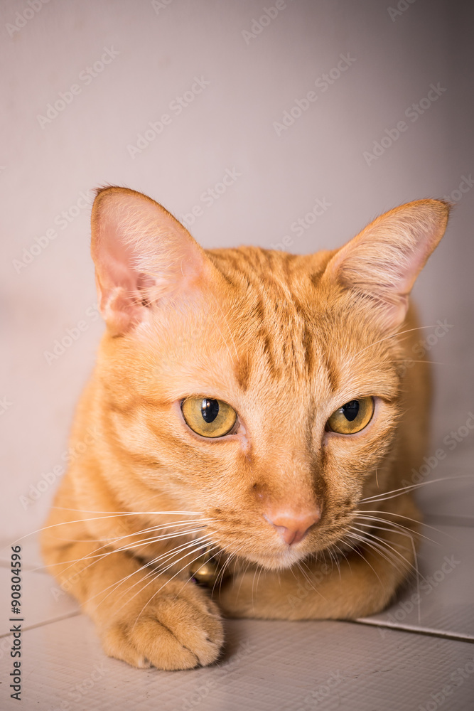 Orange cat in house 1