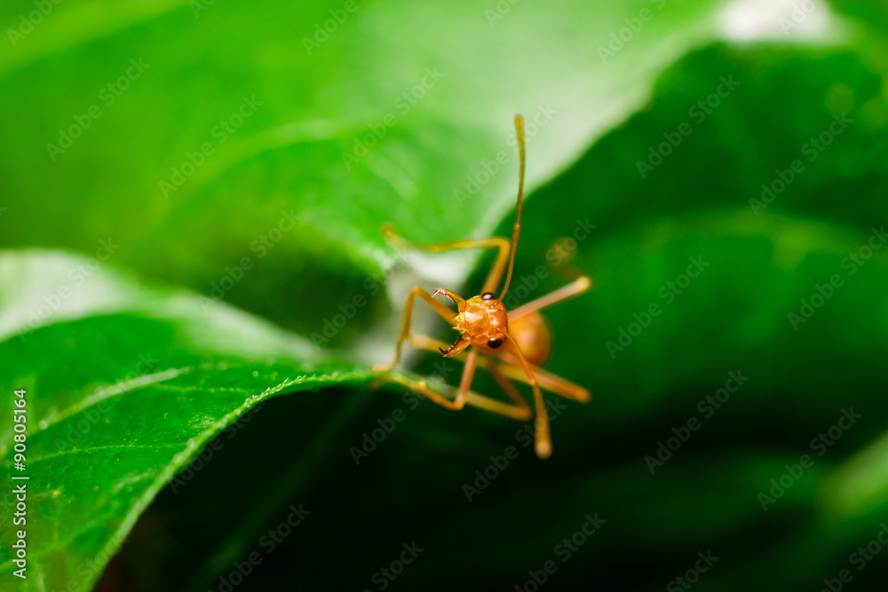 ant walk on the leaf ant walk on the leaf