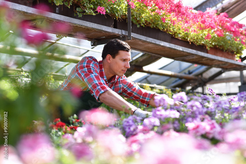 Canvastavla Gärtner in einem Gewächshaus mit bunten Blumen // Gardener in a greenhouse with