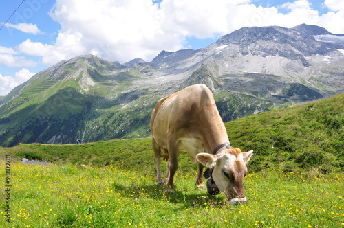 Kuh auf Bergwiese in Tirol / Österreich