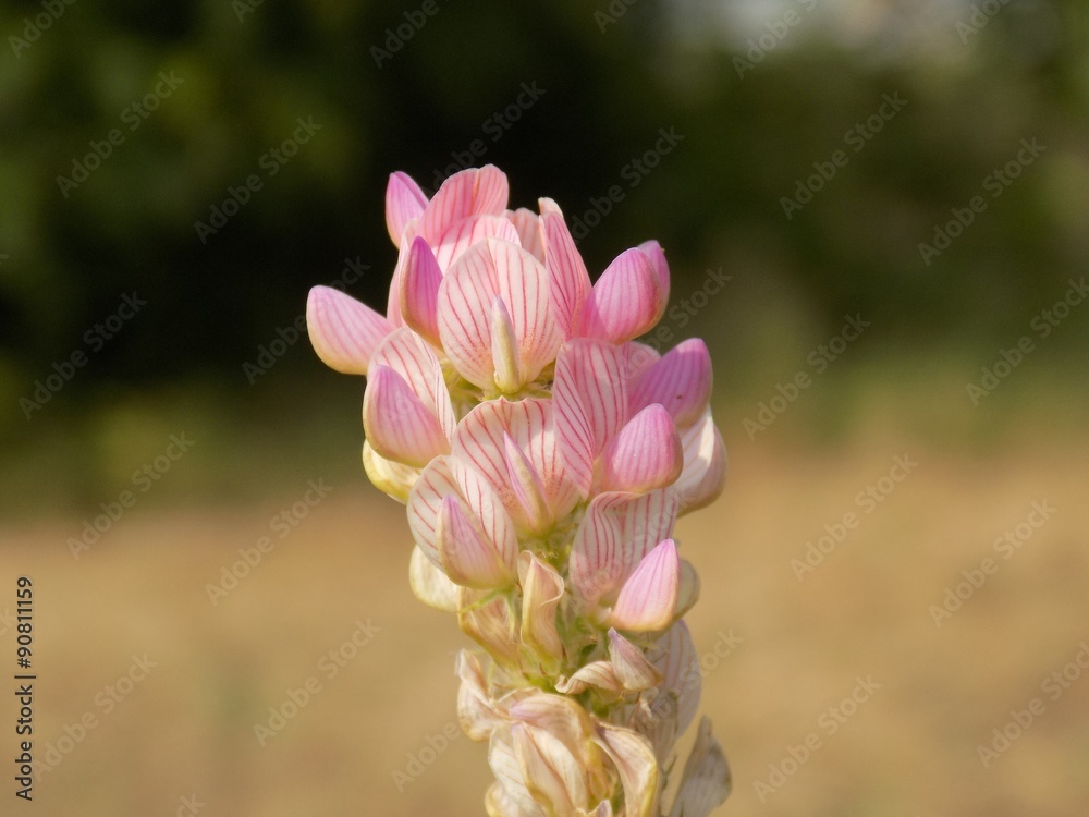 Small pink flowers on plant Small pink flowers on plant
