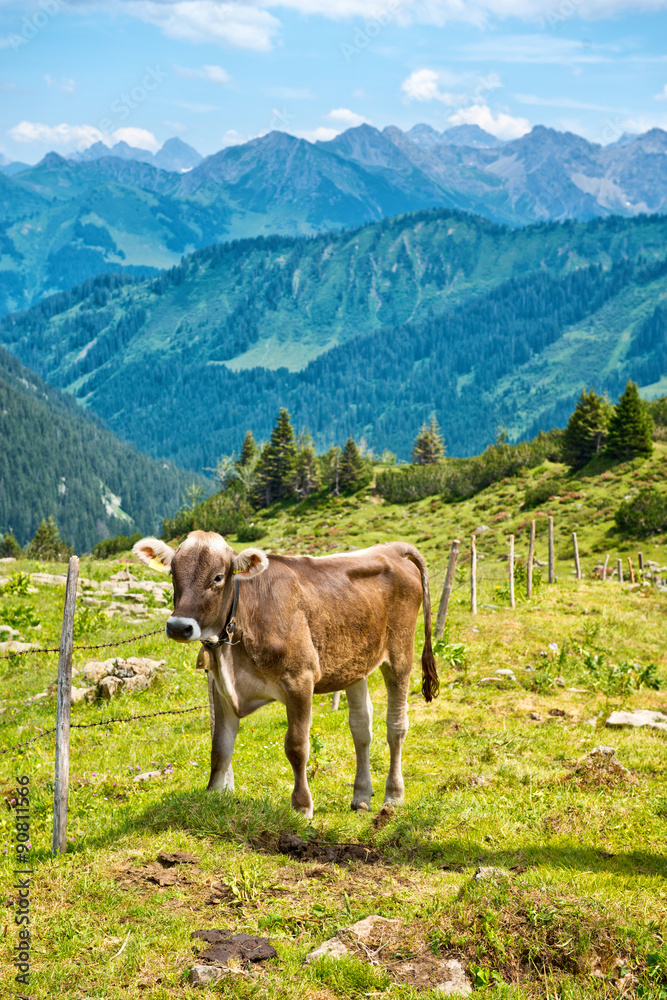 Alpine Cow Standing by Fence in Mountain Pasture Alpine Cow Standing by Fence in Mountain Pasture