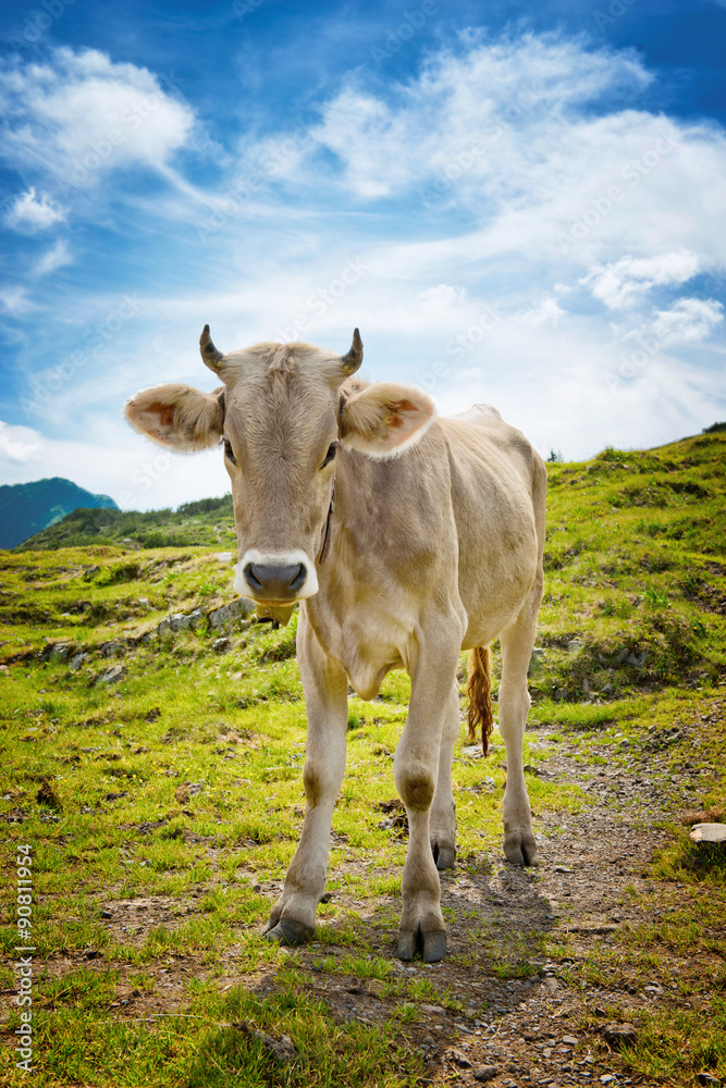 Young Alpine Cow Standing in Mountain Pasture Young Alpine Cow Standing in Mountain Pasture