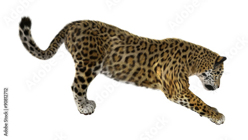 Big Cat Jaguar