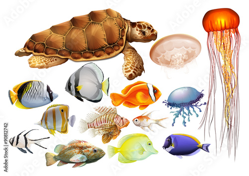 Different kind of sea animals