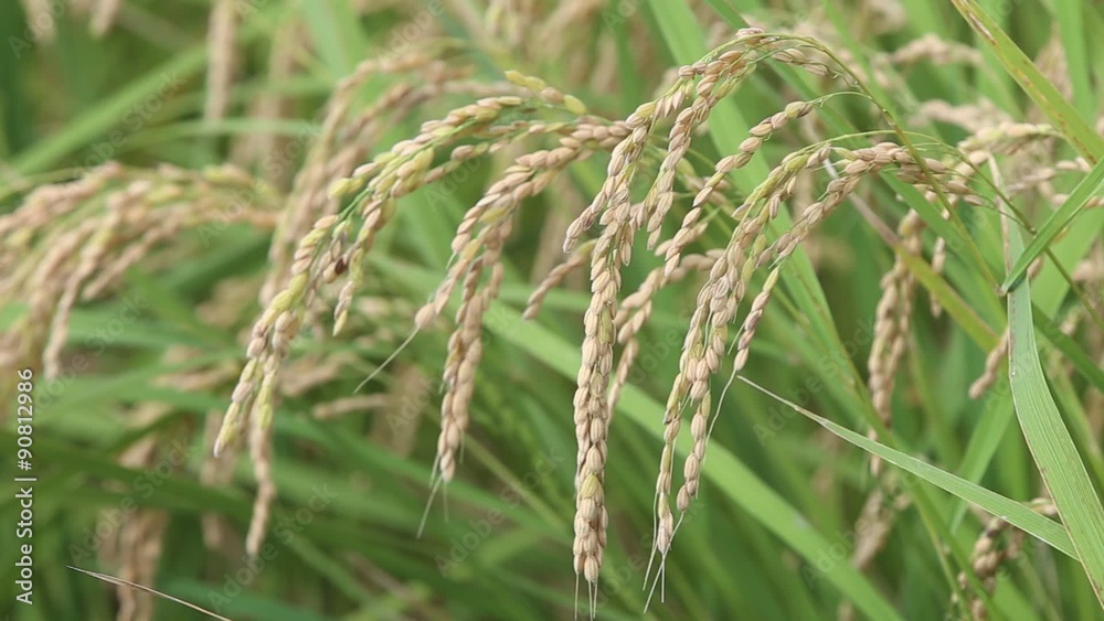 黄金色に色づいた収穫前の稲穂（フィックス）
