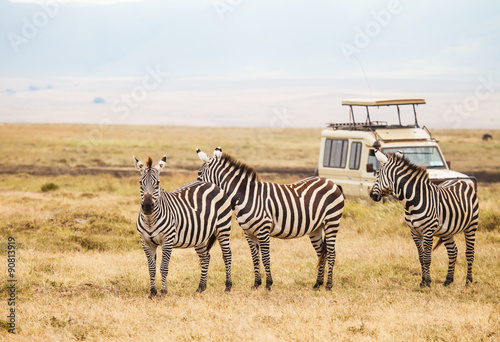 zebra in nature
