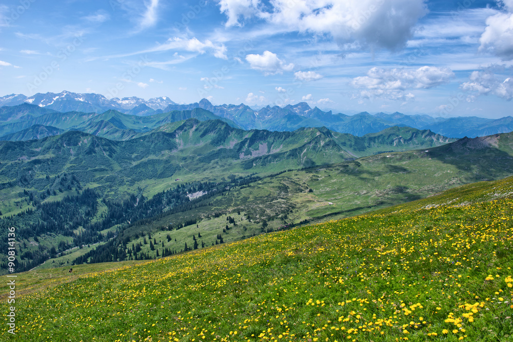 Vast Alpine Mountain Range and Flower Field